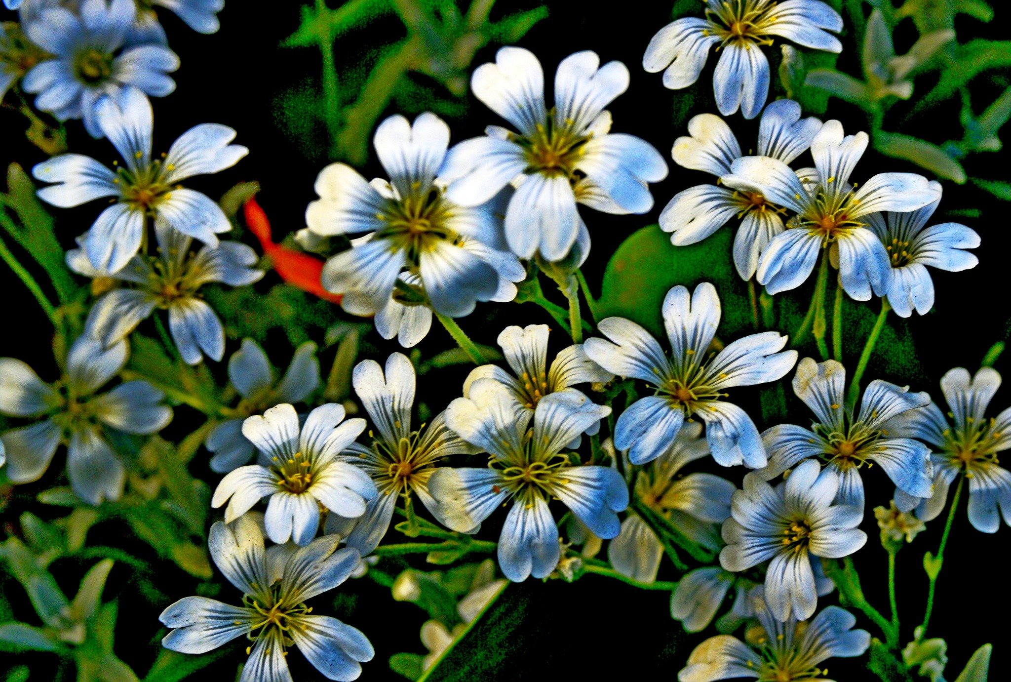 Stitchwort Flowers